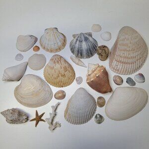 Seashell‎ Nautical Decor Starfish Lot Mixed Sizes Colors Half Clam 25 Pieces